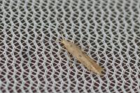 Coleophora salicorniae