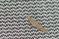 Coleophora saxicolella