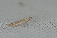 Coleophora versurella