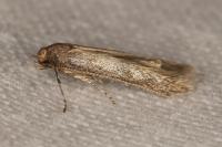 Haplochrois buvati