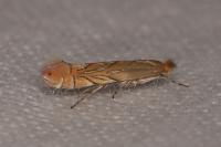 Phyllonorycter messaniella