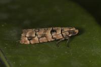 Pseudococcyx tessulatana