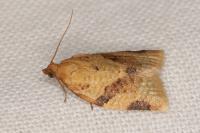 Clepsis consimilana