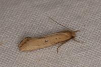 Myrmecozela ataxella