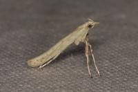 Povolnya leucapennella