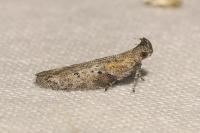 Rosetea rosetella