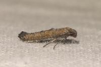 Ochromolopis staintonellus