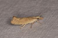 Ypsolopha