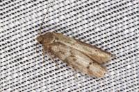 Blastobasis glandulella