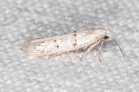 Symmocoides oxybiella