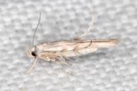 Palumbina guerinii