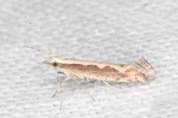 Plutella xylostella