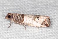 Notocelia incarnatana/mediterranea