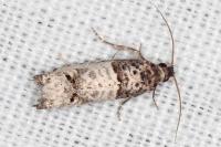 Notocelia incarnatana/mediterranea