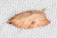 Acleris rhombana