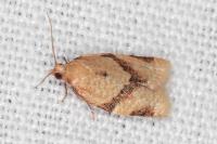 Clepsis consimilana