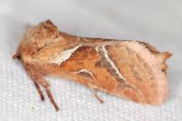 Triodia sylvina