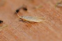 Coleophora