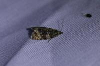 Celypha lacunana