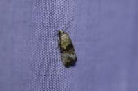 Eupoecilia angustana