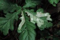 Tischeria ekebladella