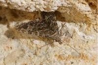 Alucita huebneri