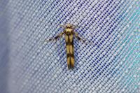 Stathmopoda pedella