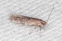 Telphusa cistiflorella
