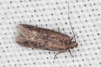 Telphusa cistiflorella