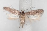 Telphusa cistiflorella