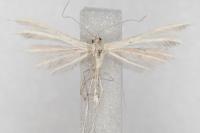 Merrifieldia malacodactyla