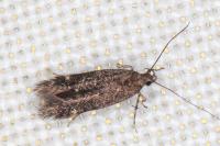 Oxypteryx immaculatella