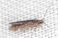 Oxypteryx immaculatella
