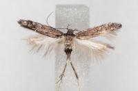 Oxypteryx immaculatella