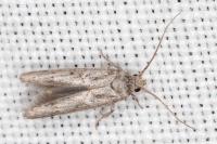 Blastobasis phycidella