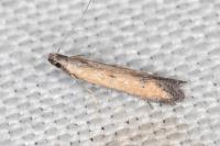 Mesophleps trinotella