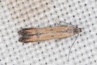 Mesophleps trinotella