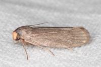 Agnoea