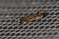 Swammerdamia pyrella