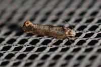 Swammerdamia pyrella