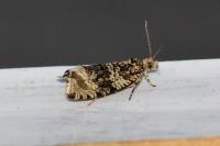 Celypha lacunana