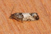 Spilonota ocellana