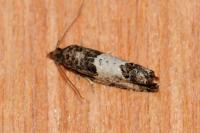 Spilonota ocellana