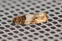 Gypsonoma dealbana