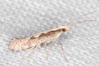 Plutella xylostella