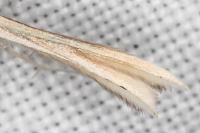 Tabulaephorus punctinervis