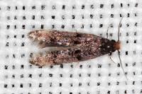 Stenoptinea cyaneimarmorella
