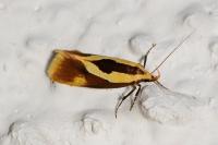 Harpella forficella