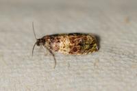 Celypha aurofasciana
