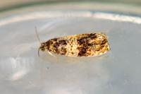 Celypha aurofasciana